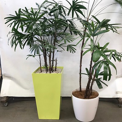 Lady Finger Palm (Rhapis Excelsa) in Planter Box - Lot of 2