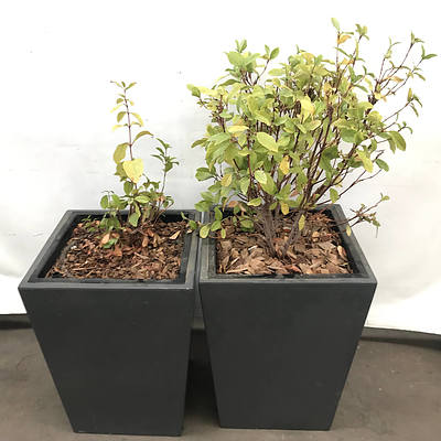 Indoor Plants in Planter Box - Lot of 2