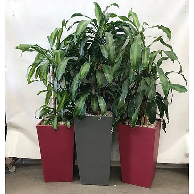 Happy Plant (Dracaena Fragrans) in Planter Box - Lot of 3