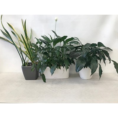 Peace Lily (Spathiphyllum Species 'Petite') in Planter Box - Lot of 3