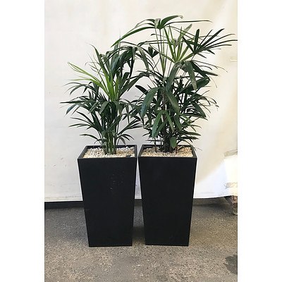 Lady Finger Palm (Rhapis Excelsa) & Kentia Palm (Howea Forsteriana) - Lot of 2