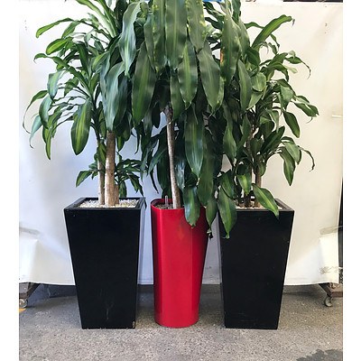 Happy Plant (Dracenea Fragrants) in Planter Box - lot of 3
