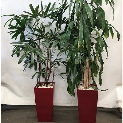 Rhapis Excelsa & Happy Plant (Dracenea Fragrants) in Planter Box - Lot of 2