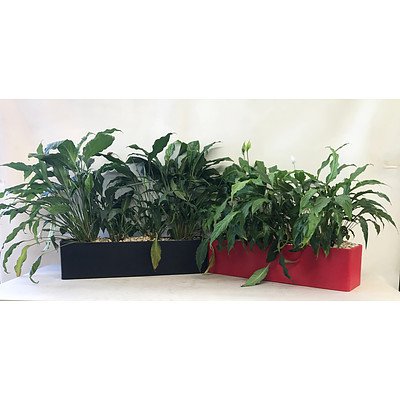 Spathiphyllum Sensation (Spathiphyllum Wallisii 'Sensation') & Peace Lily (Spathiphyllum Species 'Petite') in Planter Box - Lot of 2