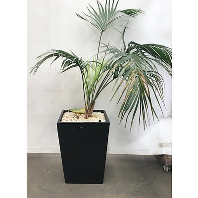 Kentia Palm (Howea Forsteriana) in Planter Box