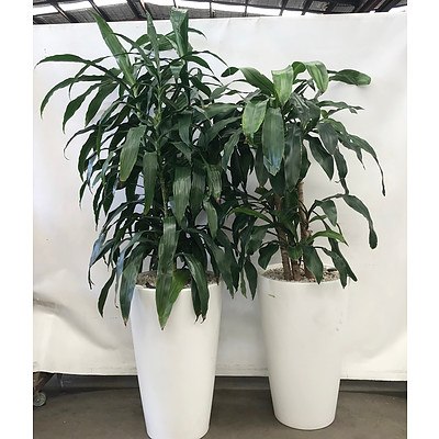 Janet Craig (Dracaena Deremensis) & Happy Plant (Dracenea Fragrants) in Planter Box - Lot of 2