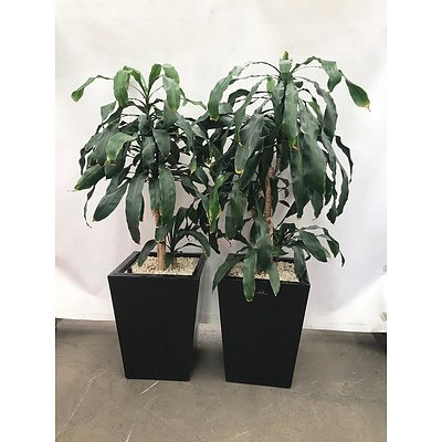 Happy Plant (Dracenea Fragrants) in Planter Box - Lot of 2