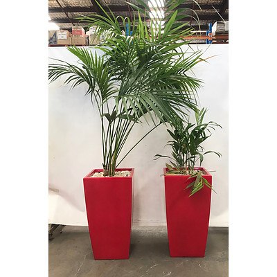 Bamboo Palm (Chamaedorea Seifrizii) in Planter Box - Lot of 2