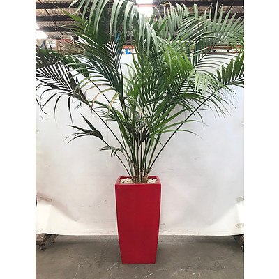 Lady Finger Palm (Rhapis Excelsa) in Planter Box