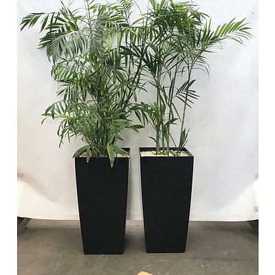 Bamboo Palm (Chamaedorea Seifrizii) & Dragon Tree (Dracaena Marginata) in Planter Box - Lot of 2