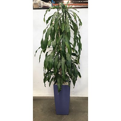 Happy Plant (Dracenea Fragrants) in Planter Box