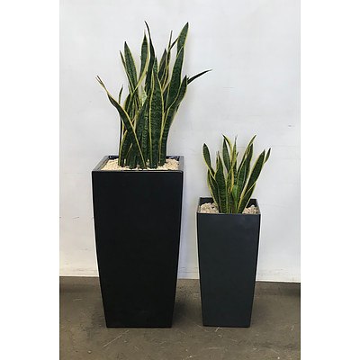 Snake Plant (Sansevieria Species Mother-in-Law's Tongue) - Lot of 2