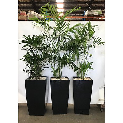 Bamboo Palm (Chamaedorea Seifrizii) in Planter Box - Lot of 3