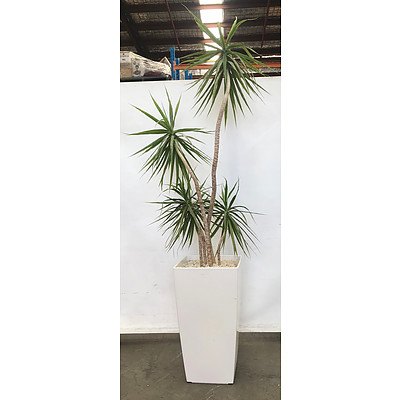 Yucca in Planter Box