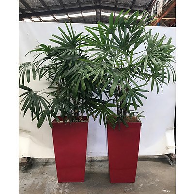 Lady Finger Palm (Rhapis Excelsa) in Planter Box - Lot of 2