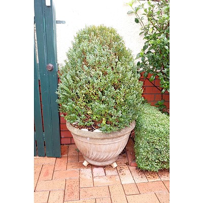 Well Maintained Potted English Box