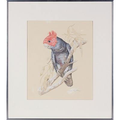 Ken McCarthy (Working 1950s-)Gang Gang Cockatoo, Watrercolour and Pencil