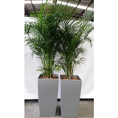 Two Indoor Planter Pots With Golden Cane Indoor Plants