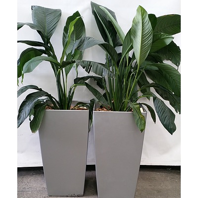 Two Indoor Planter Pots With Spathiphylum Indoor Plants