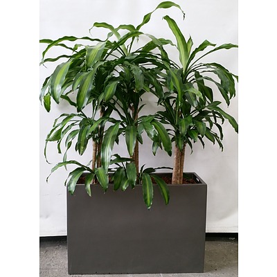 Planter Box With Three Happy Plant (Dracenea Fragrants) Indoor Plants