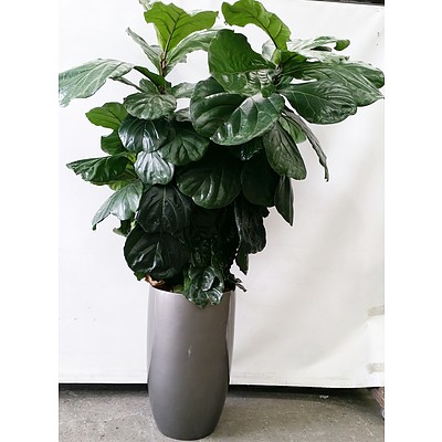 Indoor Planter Pot With Fiddle Leaf(Ficus Lyrata) Indoor Plant