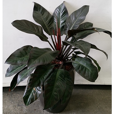 Indoor Planter Pot With Philodendron Indoor Plant