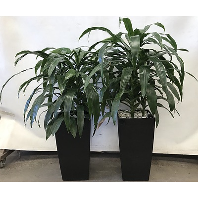 Two Janet Craig(Dracaena Deremensis) Indoor Plants With Self Watering Pots