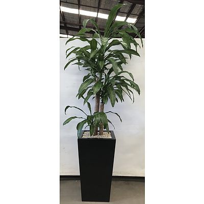 Striped Happy Plant(Dracenea Fragrants Massangeana) Indoor Plant With Self Watering Pot
