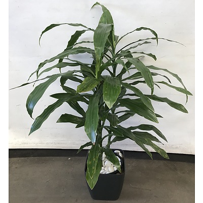 Two Janet Craig(Dracaena Deremensis) Indoor Plants in Single Pot