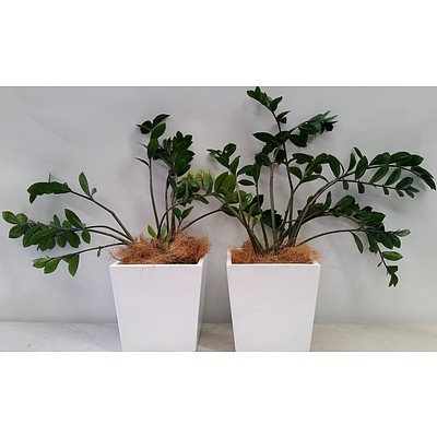 Two Zanibar Gem Desk/Benchtop(Zamioculus Zalmiofolia) Indoor Plants With Fiberglass Planter Box