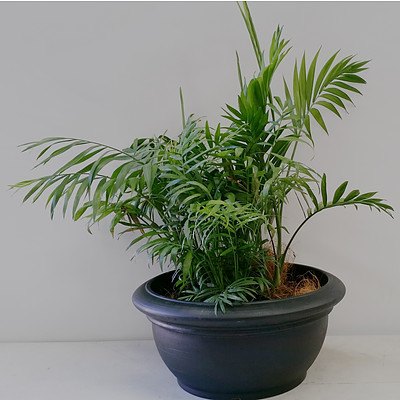 Parlor Palm(Chamaedorea Elegans) Desk/Bench Top Indoor Plant