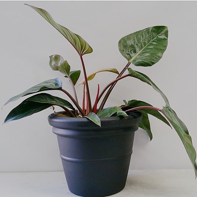 Philodendron 'Rojo Congo Indoor Plant
