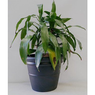 Janet Craig(Dracaena Deremensis) Indoor Plant
