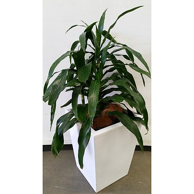 Janet Craig(Dracaena Deremensis) Indoor Plants With Fibre Glass Planter Box