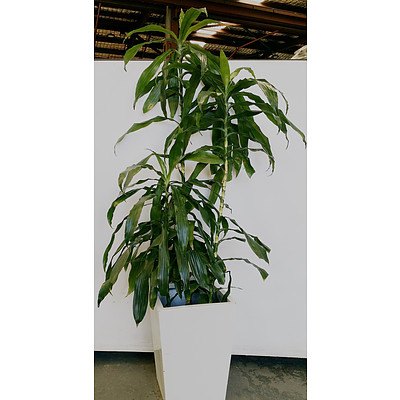 Janet Craig(Dracaena Deremensis) Indoor Plant With Fiberglass Planter Box