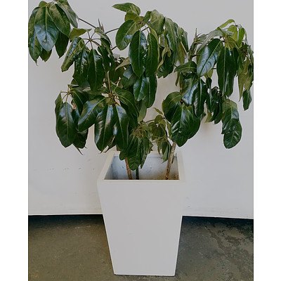 Umbrella Tree(Schefflera/Heptapleurum) Indoor Plant With Fiberglass Planter Box