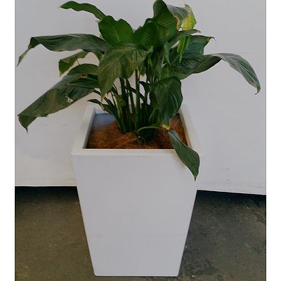 Madonna Lily(Spathiphylum) Indoor Plant with Fiberglass Planter Box