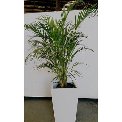 Golden Cane Palm(Dypsis Lutescens) Indoor Plant With Fiberglass Planter Box