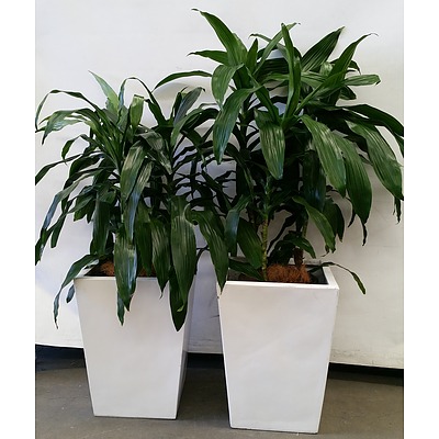 Two Janet Craig(Dracaena Deremensis) Indoor Plants With Fibre Glass Planter Box