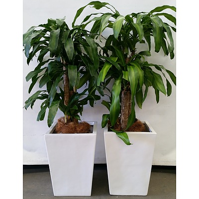 Two Striped Happy Plant(Dracenea Fragrants Massangeana) Indoor Plants With Fiber Glass Planter Boxes
