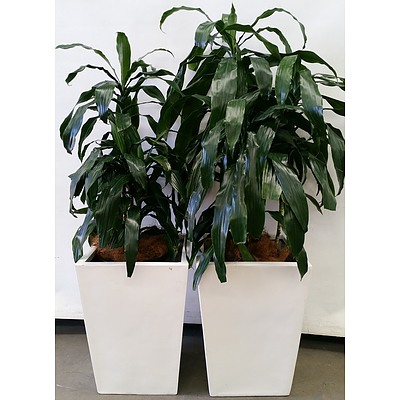 Two Janet Craig(Dracaena Deremensis) Indoor Plants With Fiber Glass Planter Box