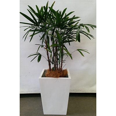 Rhapis Palm(Rhapis Excelsa) Indoor Plant With Fiber Glass Planter Box