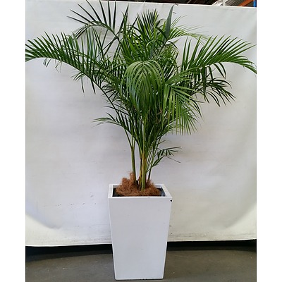 Golden Cane Palm(Dypsis Lutescens) Indoor Plant With Fiber Glass Planter Box