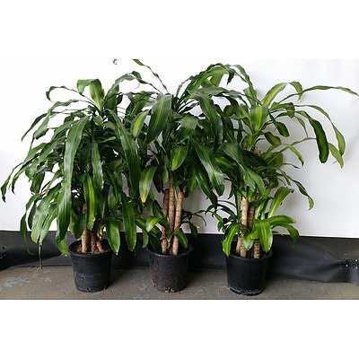 Three Striped Happy Plant(Dracenea Fragrants Massangeana) Indoor Plants