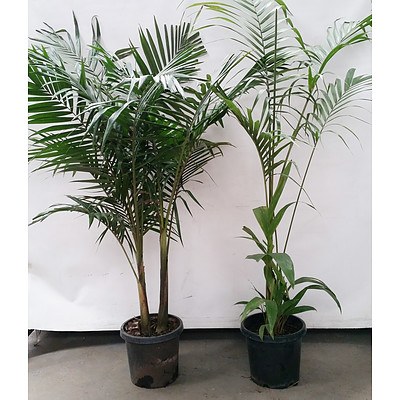Two Bangalow Palms(Archontophoenix Cunninghamiana) Indoor Plants