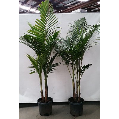 Two Bangalow Palms(Archontophoenix Cunninghamiana) Indoor Plants