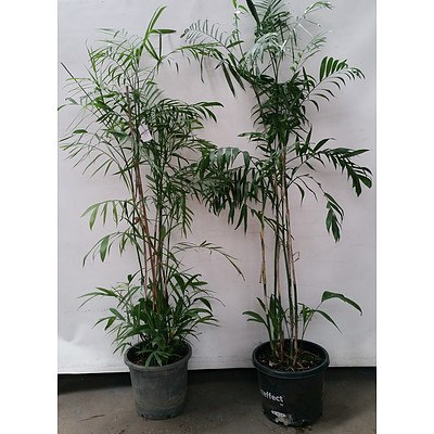 Two Bamboo Palm(Chamaedorea Seifrizii) Indoor Plants