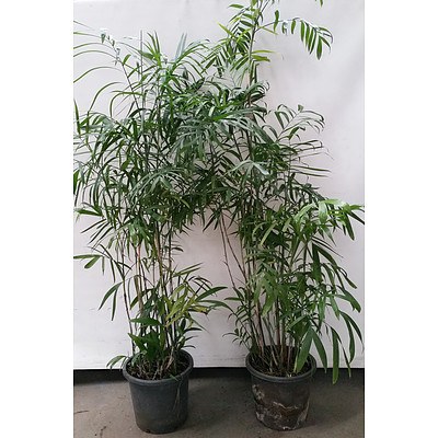 Two Bamboo Palm(Chamaedorea Seifrizii) Indoor Plants