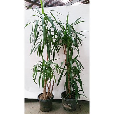 Two Yucca(Yucca Elephantipes) Indoor Plants