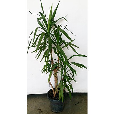 Yucca(Yucca Elephantipes) Indoor Plant